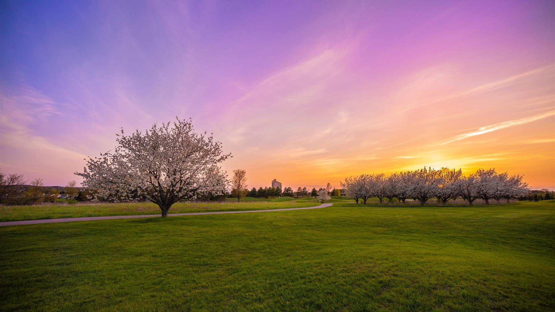 EXPERIENCE CHERRY BLOSSOM SEASON IN NORTHERN MICHIGAN